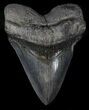 Massive Megalodon Tooth - South Carolina #37352-1